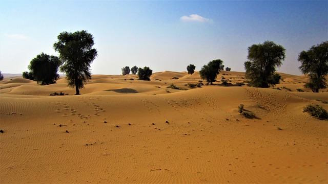 Eco-Friendly Team-Building Desert Safari Dubai: Collaborate, Connect, Conserve