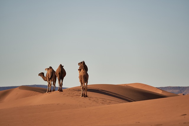 Elevate Team Bonding: The Ultimate Desert Safari Experience in Dubai