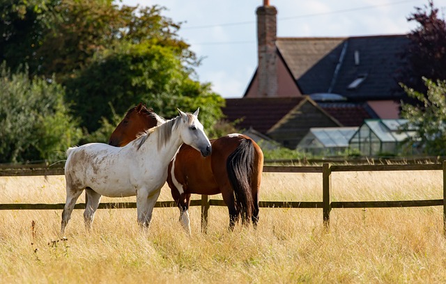 Arabian Ranches