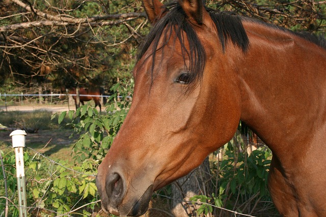 Arabian Ranches
