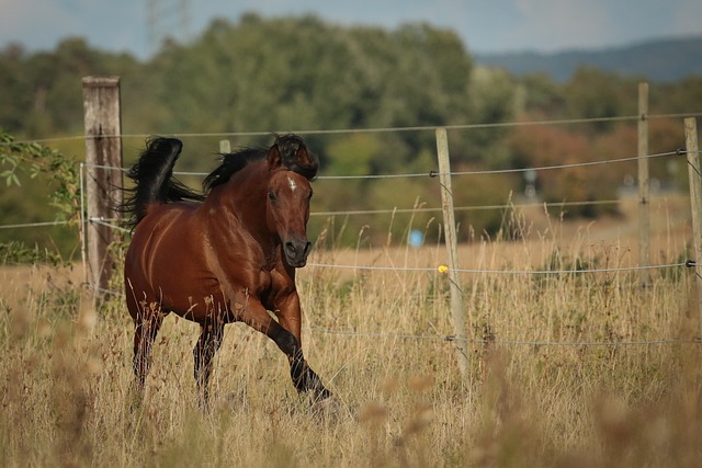 Arabian Ranches