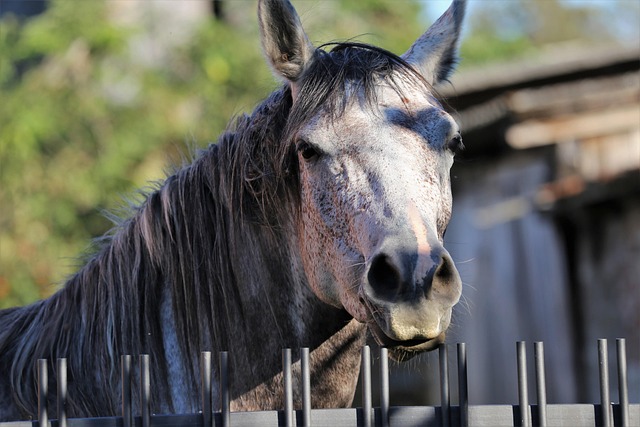 Arabian Ranches