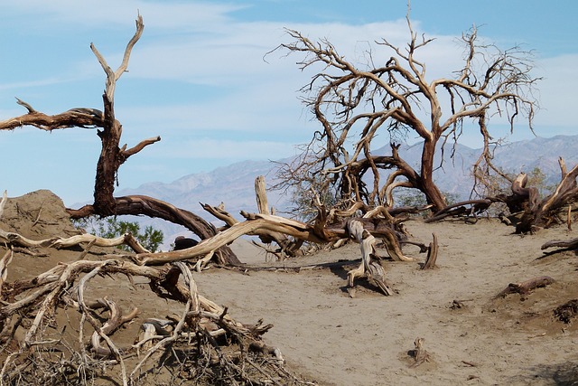 buggy-desert-640x480-60474520.jpeg