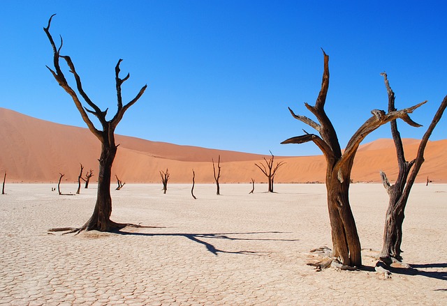 buggy desert