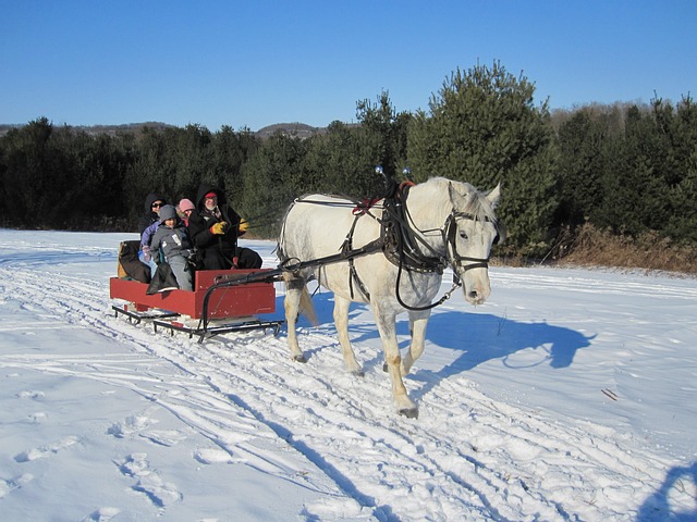 Buggy Ride