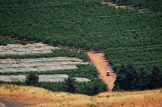 buggy tours