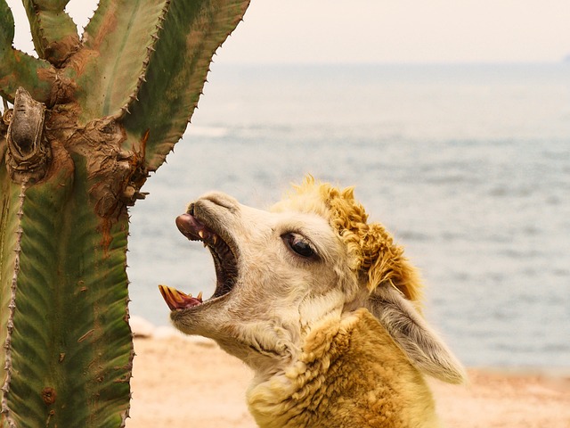 Camel Ride Dubai Premium Pass: Unlocking Exclusive Cultural Experiences