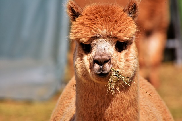 Camel Ride Dubai: Plan Your Perfect Desert Adventure
