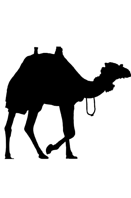 camel