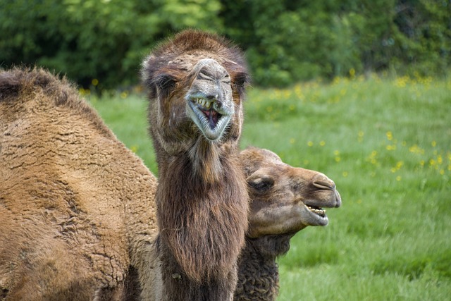camel