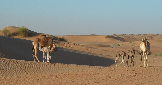 camel