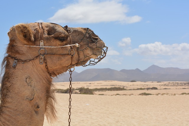 camel