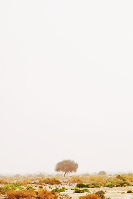 desert