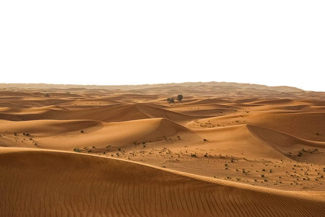desert buggy