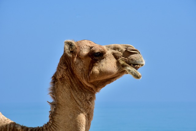 desert camel