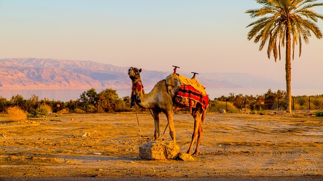 desert camel