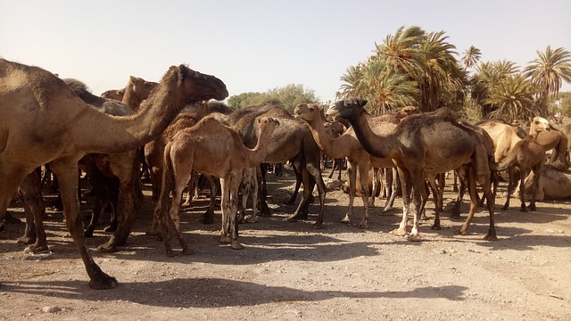 Family-Friendly Desert Safaris in Dubai: Thrilling Rides & Cultural Insights