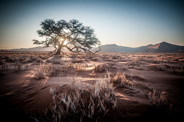 desert safari