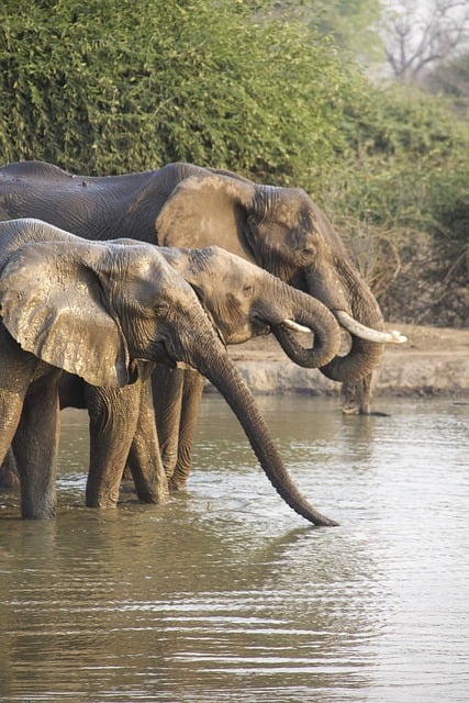 desert-safari-640x480-59829954.jpeg