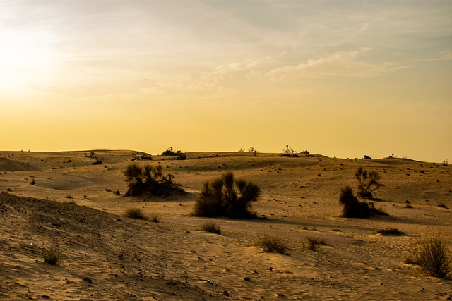 Explore Dubai’s Desert: Dune Buggy Hire in Al Safa’s Ultimate Adventure