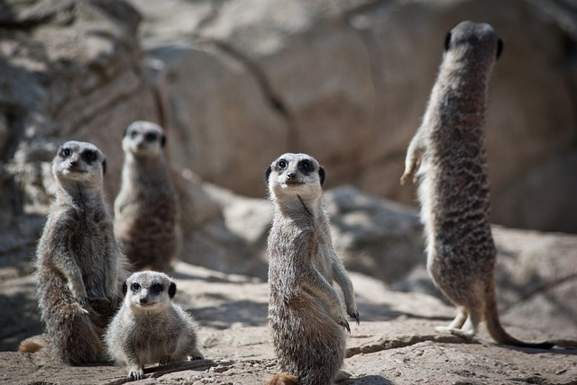 Family Tour Packages