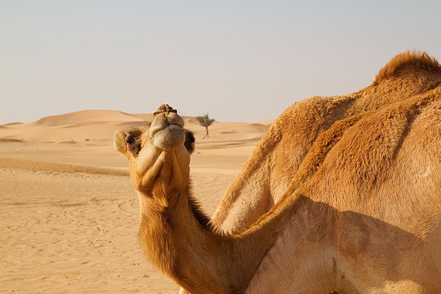 Explore Abu Dhabi’s Corniche: A Half-Day Tour from Dubai