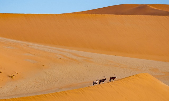 Quad Biking in Dubai’s Desert: An Unforgettable Sand and Sun Safari