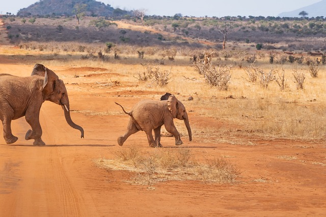 quad safari