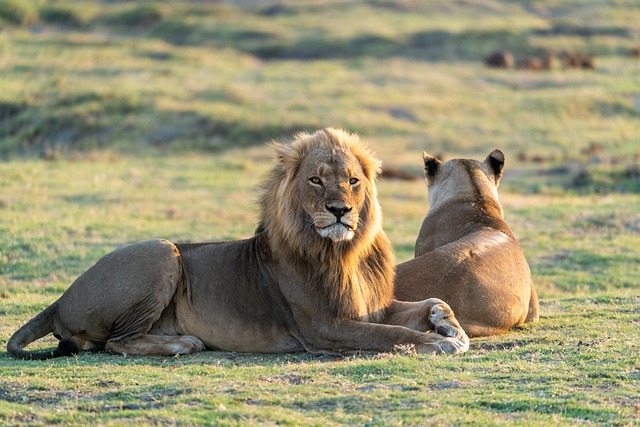 Safari