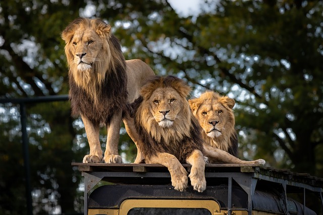 Safari