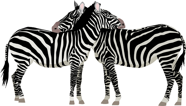 Safari