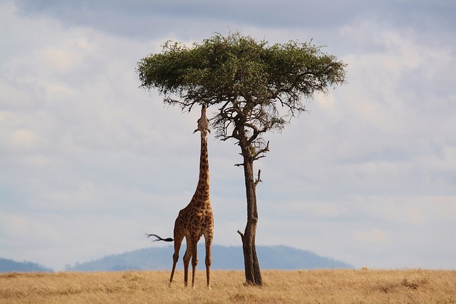 Safari