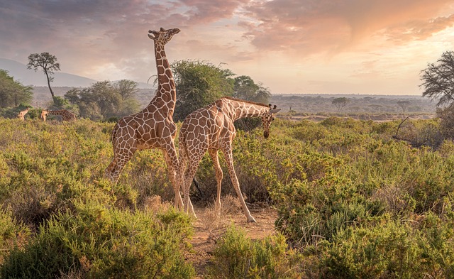 Safari