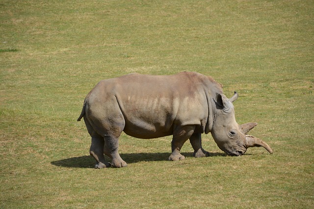 Safari