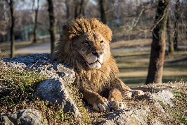 Safari