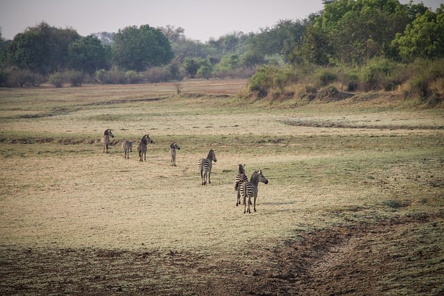 Safari