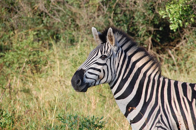 Safari