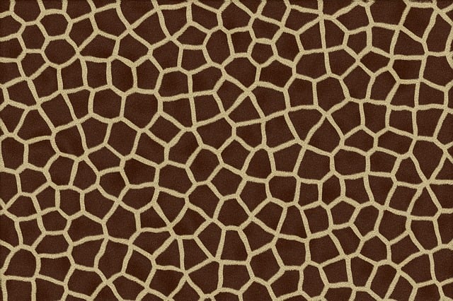 Safari