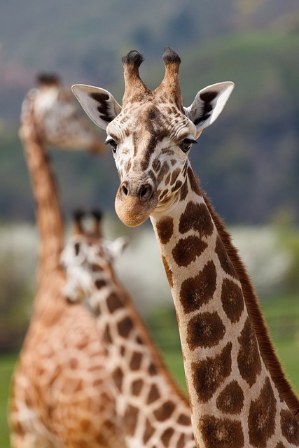 Safari