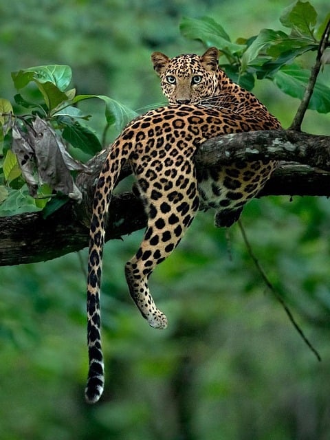 Safari