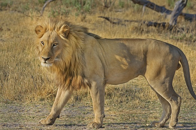 Safari