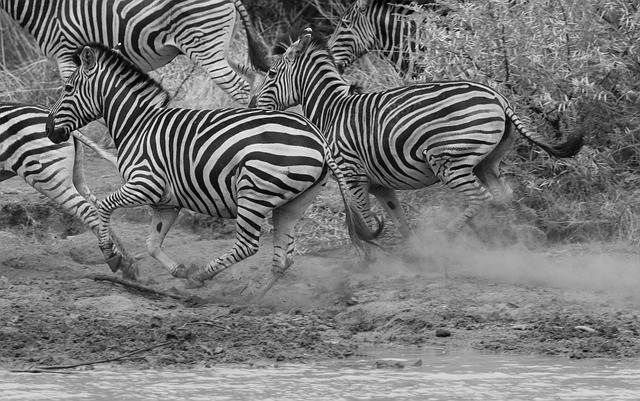 Safari