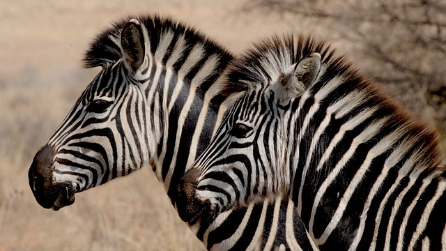 safari cheap