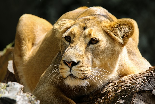 safari-deals-640x480-23879991.jpeg