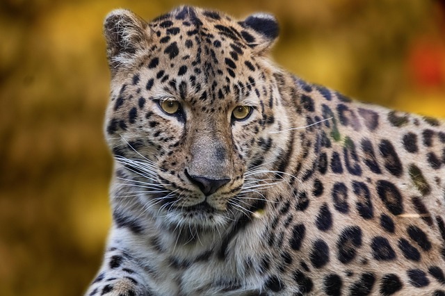 safari deals