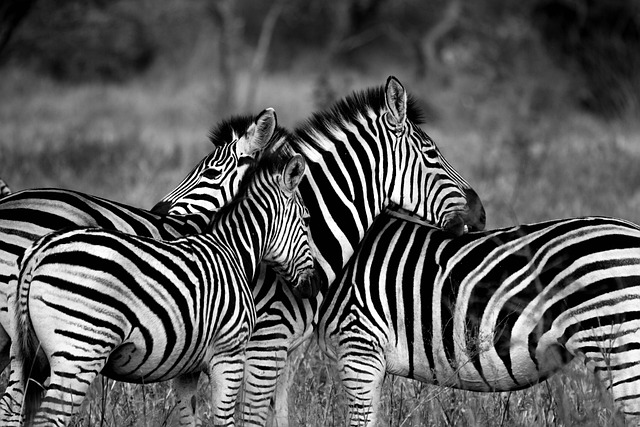 safari deals