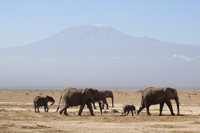safari deals