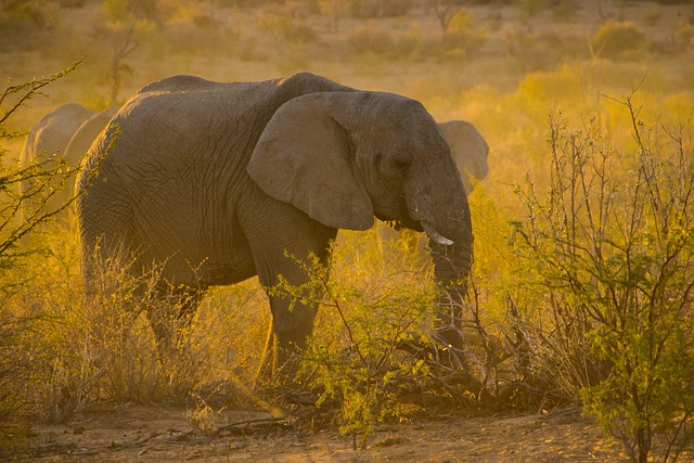 safari-deals-640x480-6728349.jpeg