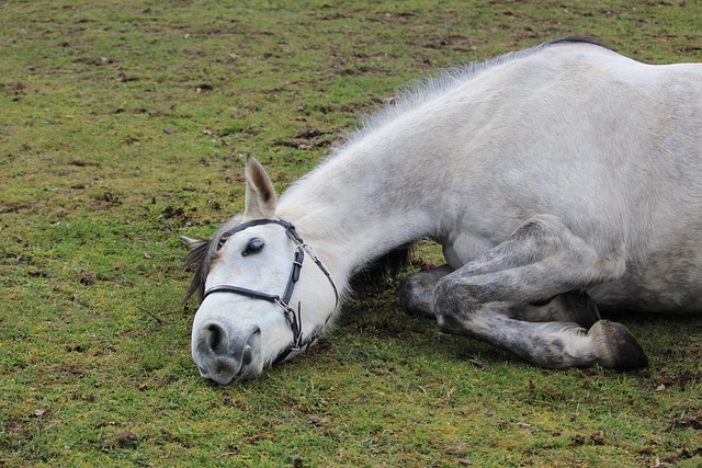Arabian Ranches