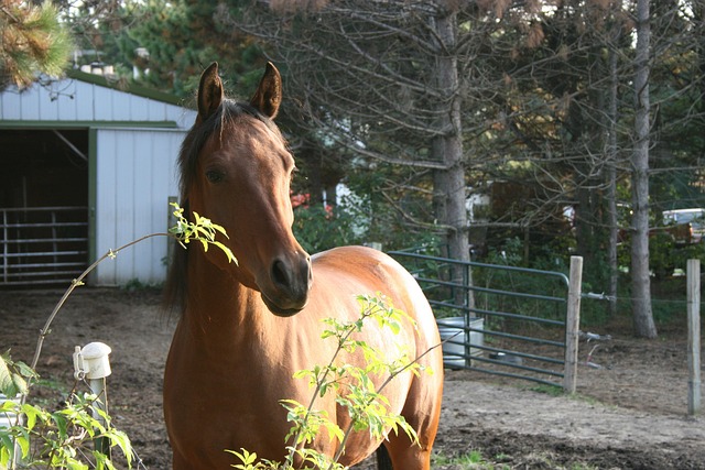 Arabian Ranches